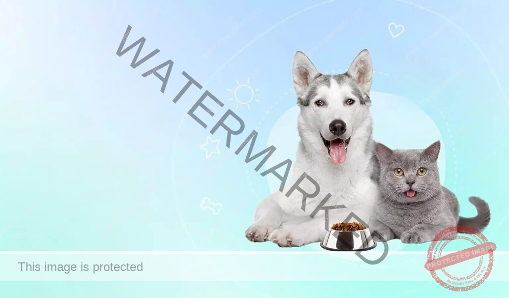 pet food online shop