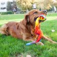 Outward Hound Comet Fetch Ball Mlt Lg1