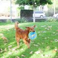 Outward Hound Soft Fetch Flyer Blu LGm
