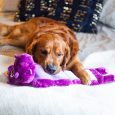 Outward Hound Squeaker Palz Hippo Purple Large1