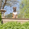 Pet Safe Spray Bark Collar -2019 model (1)