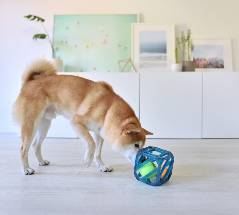 Pet Stages Puzzle Cube Blue1