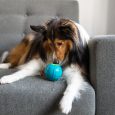 Pet Stages Sneaky Squeaky Ball Blu Mdm
