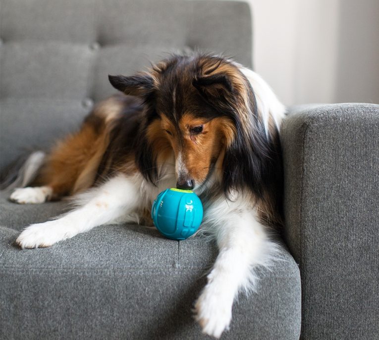 Pet Stages Sneaky Squeaky Ball Blu Mdm