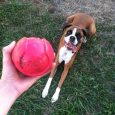 Petmate Jw Isqueak Bouncin' Baseball Smallm