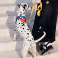 VETRESKA Chroma Pet Harness & Leash Set-Yellow (M) (6)