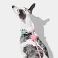 Vetreska Connect Hands-free Rope Leash For Pets (Flora) (11)