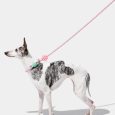 Vetreska Connect Hands-free Rope Leash For Pets (Flora) (13)