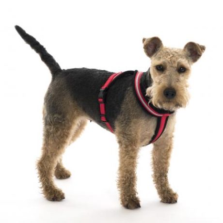 COA LFR1 Comfy Harness Red Toy Size