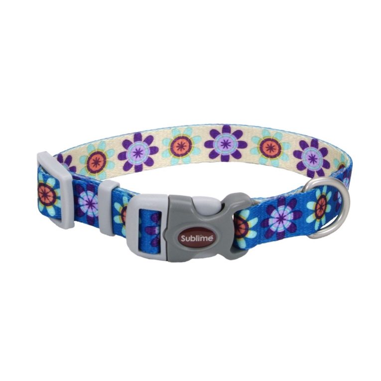 coastal-3-4-and-sublime-dog-collar-flower-purple-and-yellow-small-medium