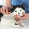 nylabone-advanced-oral-care-cat-dental-kit-one-size-dental-hygiene (1)