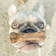 nylabone-healthy-edibles-longer-lasting-roast-beef-2ct-card-wolf-edible-treats (8)
