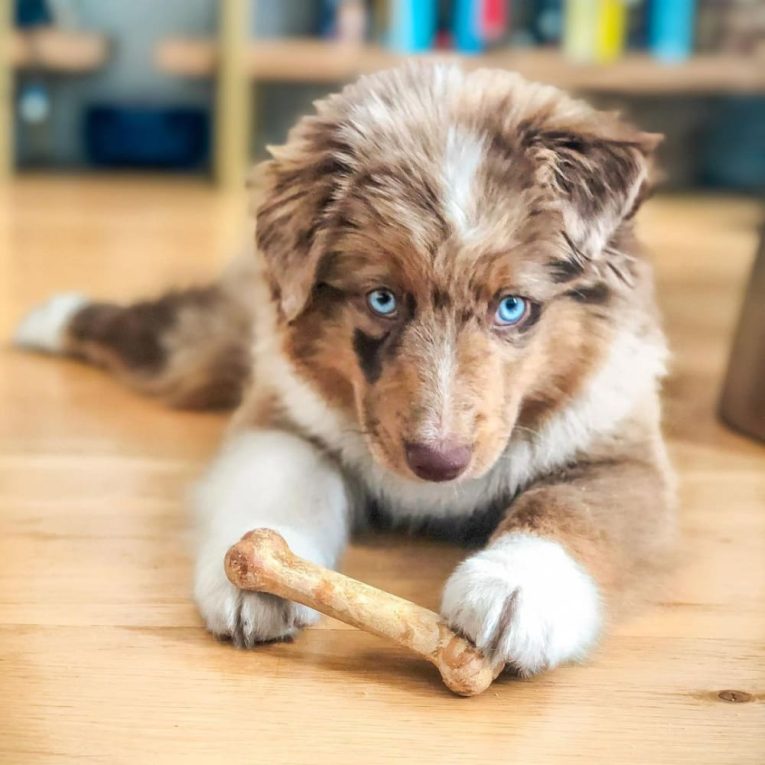 nylabone-healthy-edibles-puppy-starter-kit-bacon-roast-beef-turkey-apple-3ct-card-petite-edible (2)