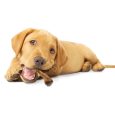 nylabone-healthy-edibles-wild-puppy-turkey-4ct-regular-edible-treats (11)