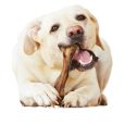 nylabone-healthy-edibles-wild-venison-1ct-card-large-edible-treats (11)
