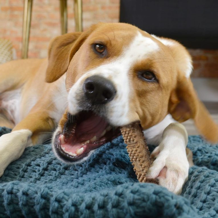 nylabone-nubz-beef-with-meaty-center-2ct-card-in-shelf-tray-april-2023-large-edible-treats (1)