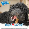 nylabone-nubz-chicken-2ct-card-in-shelf-tray-jumbo-edible-treats (6)
