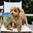 nylabone-nubz-puppy-turkey-sweet-potato-8ct-pouch-in-shelf-tray-small-edible-treats (6)