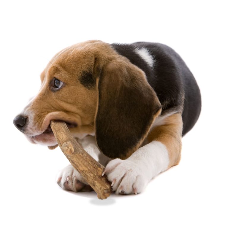 nylabone-nubz-wild-antler-venison-2ct-card-medium-edible-treats (1)