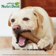 nylabone-nutri-dent-filet-mignon-textured-souper-1ct-card-souper-edible-treats (5)