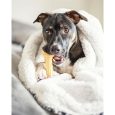 nylabone-power-chew-barbell-peanut-butter-giantsouper-nylon-chews (9)