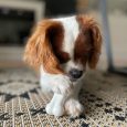 nylabone-power-chew-bone-chicken-petite-nylon-chews-toy (5)