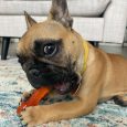 nylabone-puppy-chew-color-changing-freezer-bone-lamb-apple-regular-nylon-chews-toy (3)