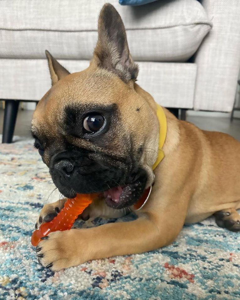 nylabone-puppy-chew-color-changing-freezer-bone-lamb-apple-regular-nylon-chews-toy (3)