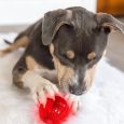 pet-qwerks-blinky-babble-ball-interactive-dog-toy (1)