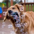 pet-qwerks-incredibubbles-peach-flavor-for-cats-and-dogs