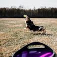 pet-safe-automatic-ball-launcher-2019-model (2)