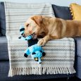 pet-stages-roadkillz-raccoon-blue-lg (2)