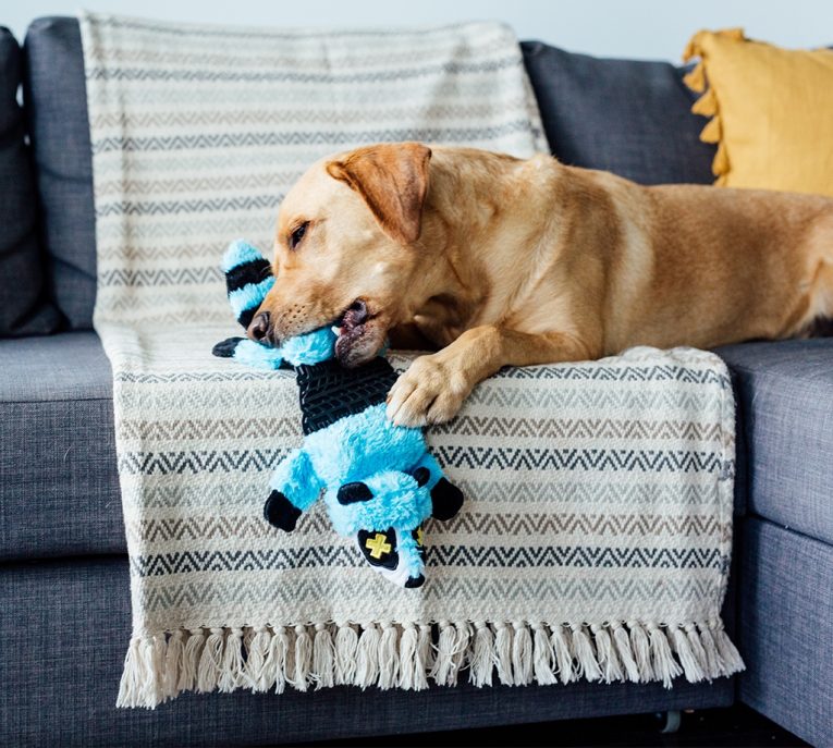 pet-stages-roadkillz-raccoon-blue-lg (2)