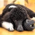 petmate-35-small-jingle-x-tire-ball-dog-toy (2)