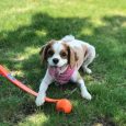 petmate-chuckit-sport-14s-ball-launcherdp (1)