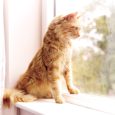 petsafe-magnetic-4-way-locking-deluxe-cat-flap-wood-grain (2)