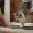petsafe-magnetic-4-way-locking-deluxe-cat-flap-wood-grain (7)