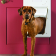 petsafe-smartdoor-electronic-pet-door-large (3)