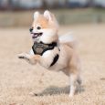 puppia-soft-harness-c-red-xl-neck-142-165-chest-154-173-2