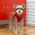puppia-soft-vest-harness-b-yellow-s-chest-118-126-2