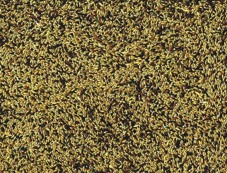 vadigran-canaries-1-kg-2