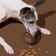 vetreska-coffee-pet-feeder-toy (6)