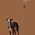 vetreska-connect-hands-free-rope-leash-for-pets-coffee (1)