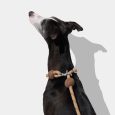 vetreska-connect-hands-free-rope-leash-for-pets-coffee (10)