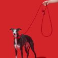 vetreska-connect-hands-free-rope-leash-for-pets-strawberry (1)