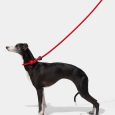 vetreska-connect-hands-free-rope-leash-for-pets-strawberry (10)