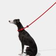 vetreska-connect-hands-free-rope-leash-for-pets-strawberry (11)