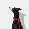 vetreska-connect-hands-free-rope-leash-for-pets-strawberry (8)