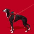 vetreska-strawberry-pet-backpack-harness-leash-set-xxs (2)